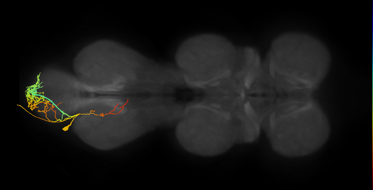 MNad13_L (MaleCNS:813695)