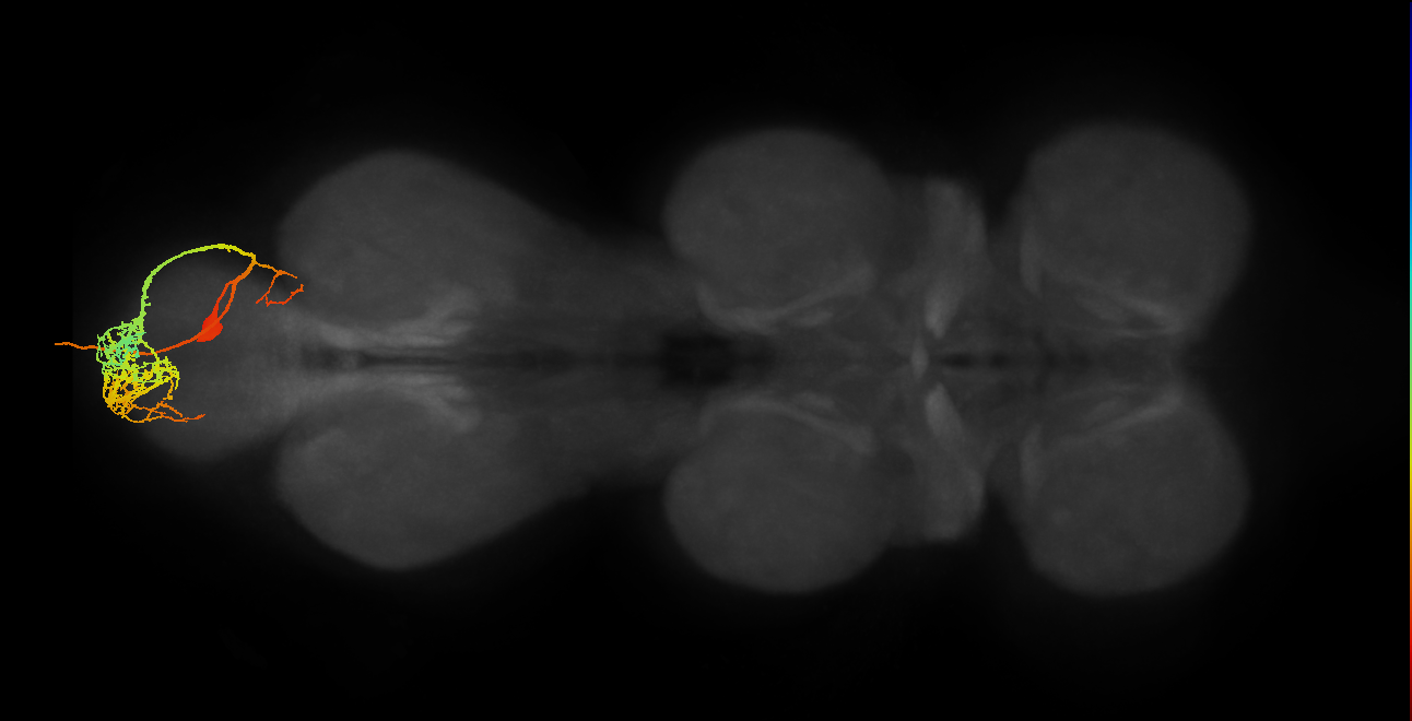 MNad13_R (MaleCNS:814783)