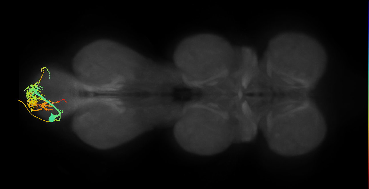 MNad13_L (MaleCNS:813725)