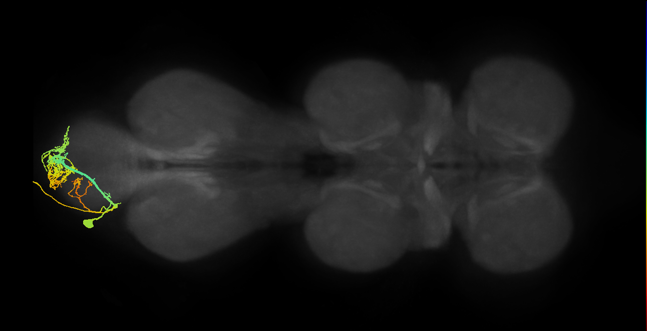 MNad13_L (MaleCNS:829527)