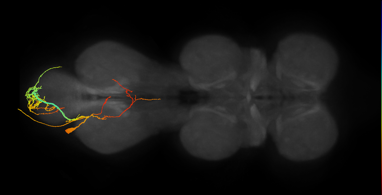 MNad13_L (MaleCNS:803682)