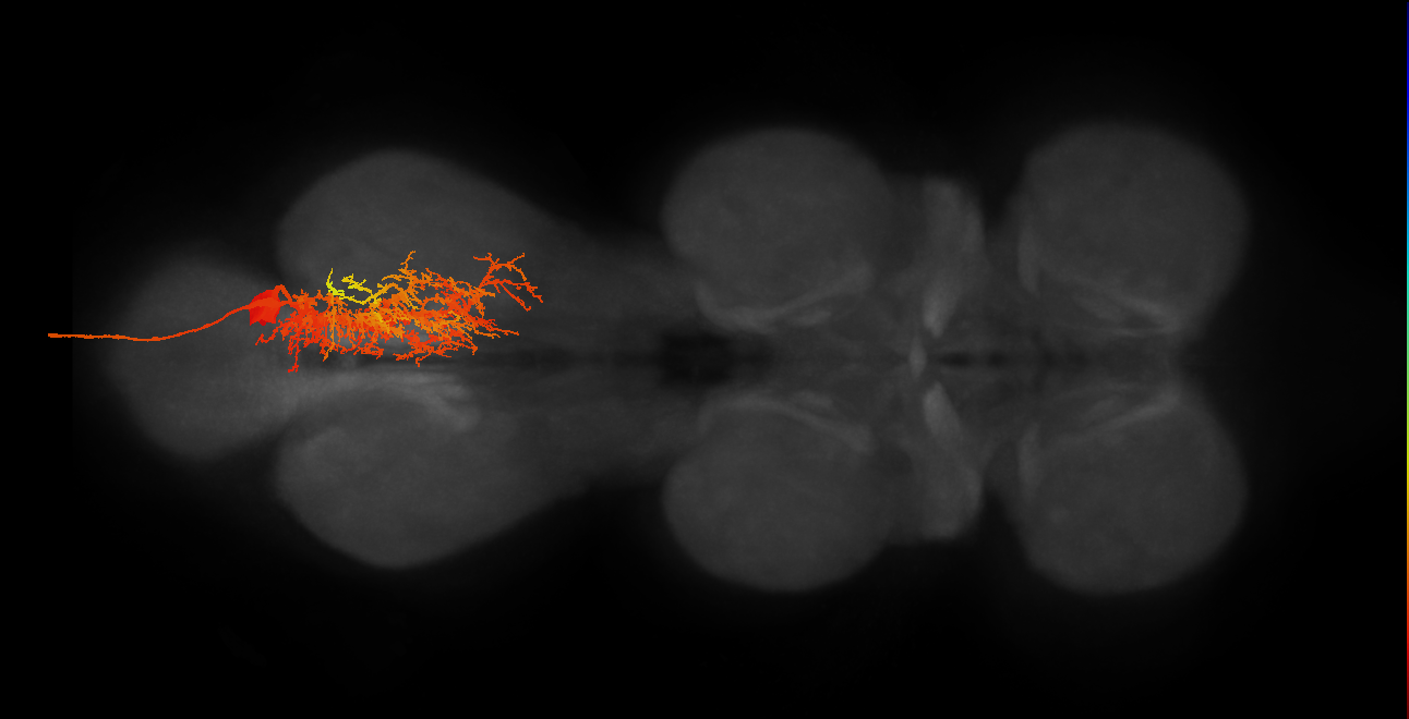 MNad14_R (MaleCNS:804398)