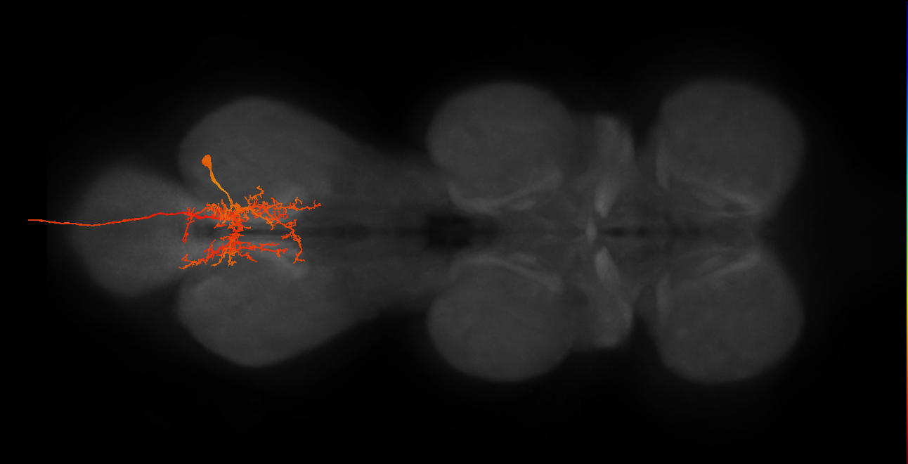 MNad16_R (MaleCNS:809238)