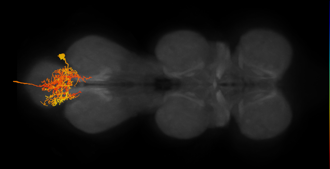 NB5-2 lineage primary neuron