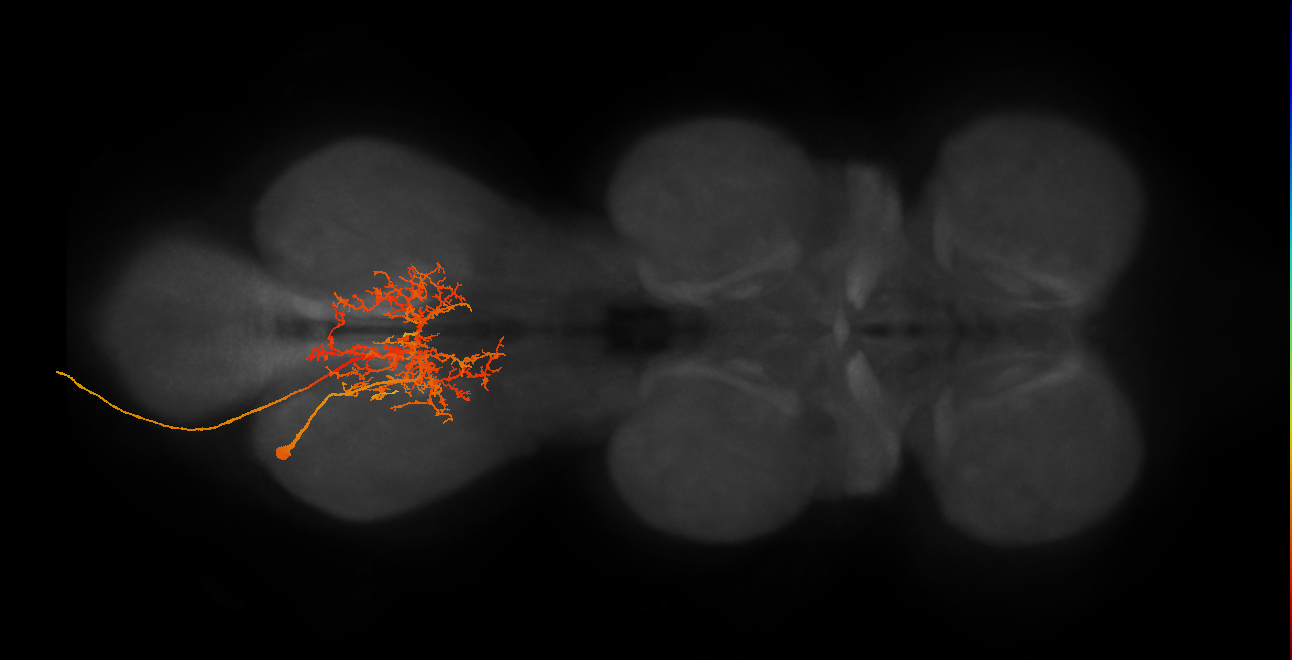 NB5-2 lineage primary neuron