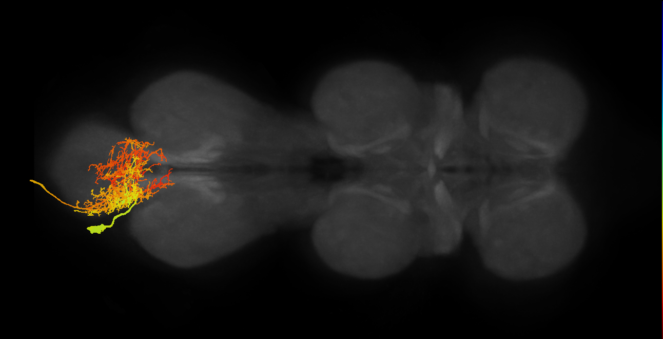 MNad16_L (MaleCNS:803070)