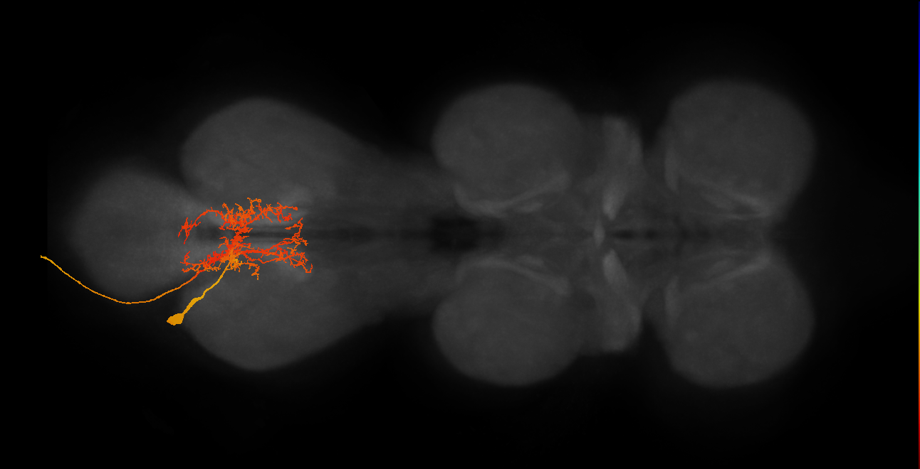 NB5-2 lineage primary neuron