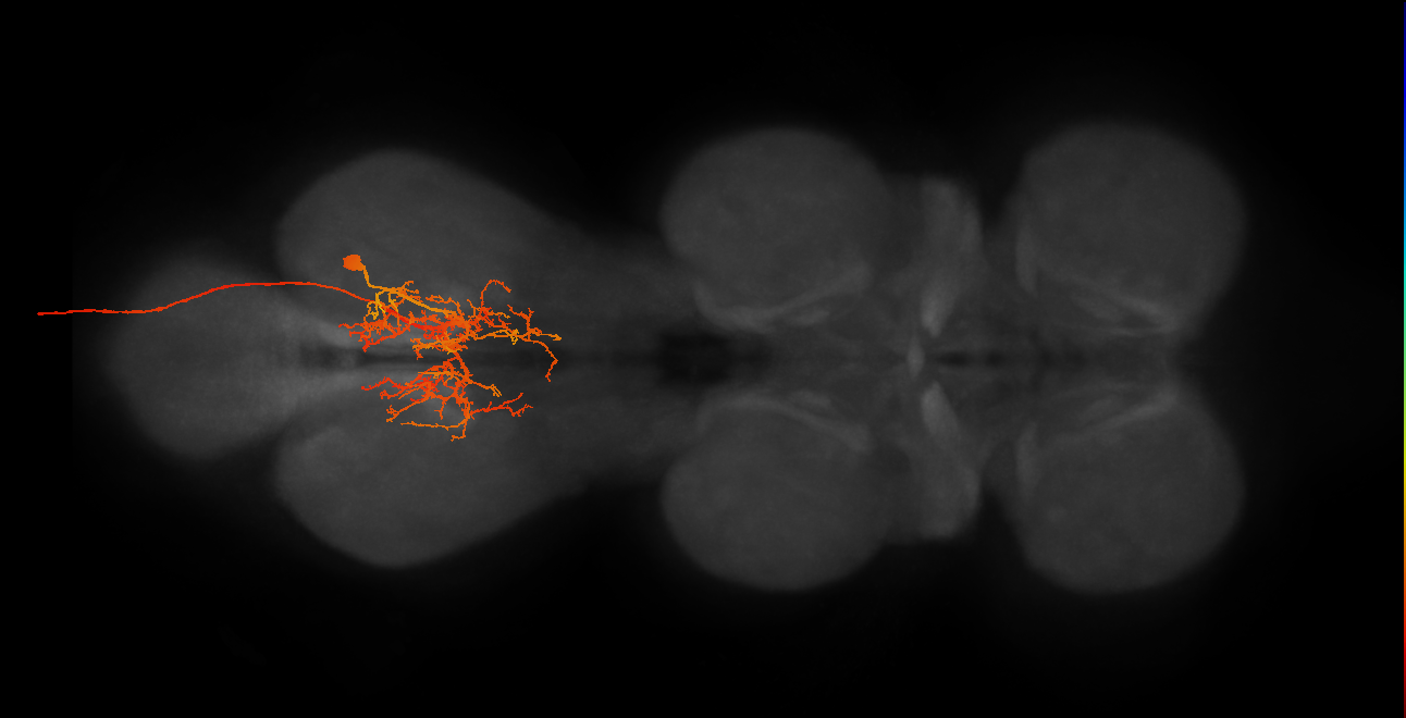 NB5-2 lineage primary neuron