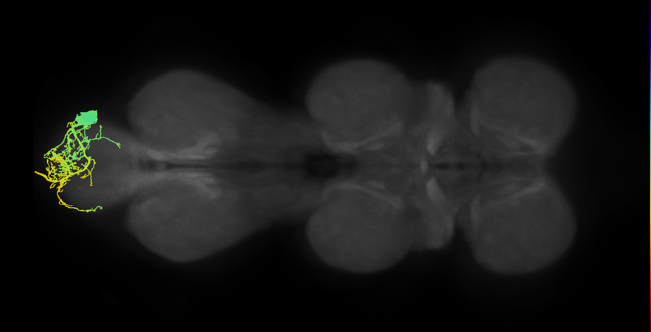 MNad17_R (MaleCNS:803010)