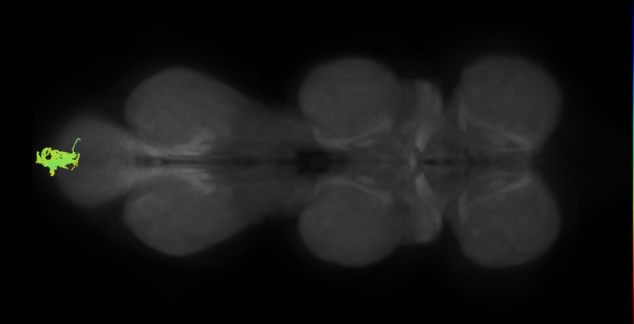 MNad17_L (MaleCNS:807945)