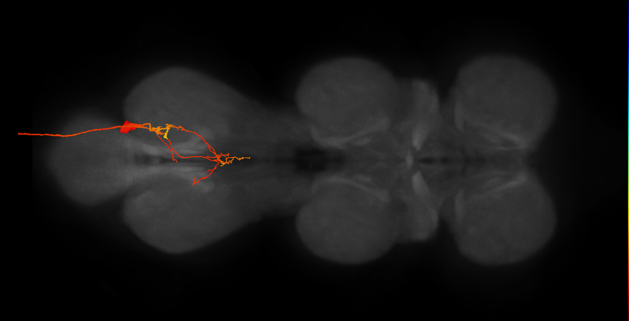 MNad18,MNad27_R (MaleCNS:820803)
