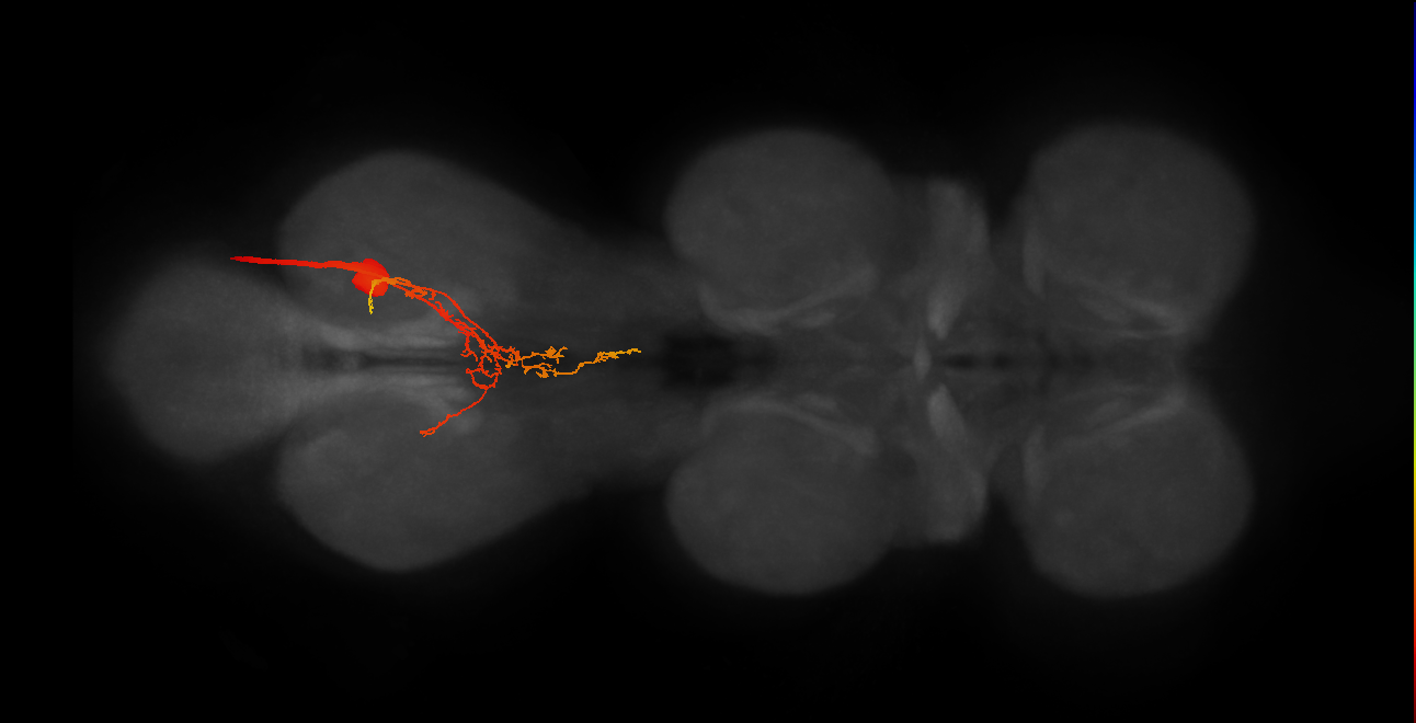 MNad18,MNad27_R (MaleCNS:817835)