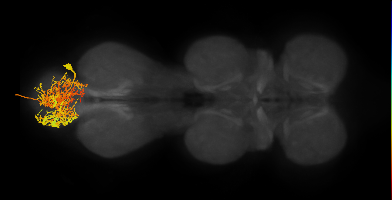 MNad19_R (MaleCNS:801491)