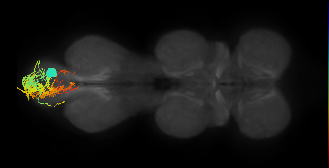 MNad23_L (MaleCNS:805647)