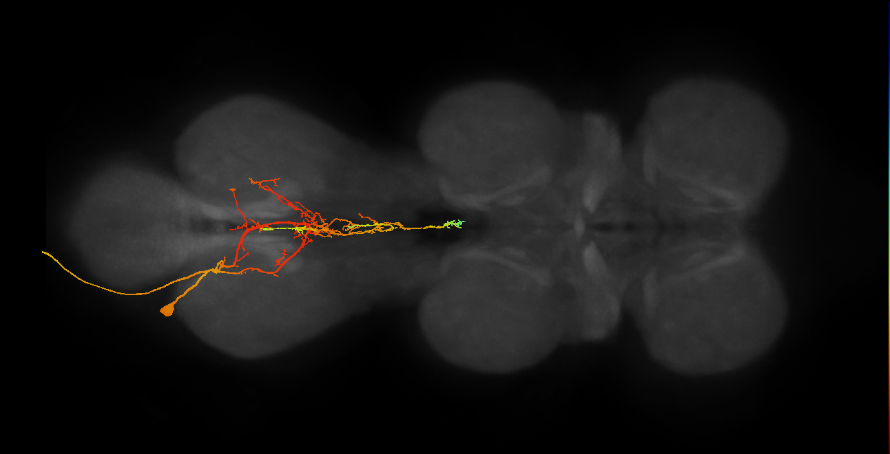 MNad25_L (MaleCNS:809401)