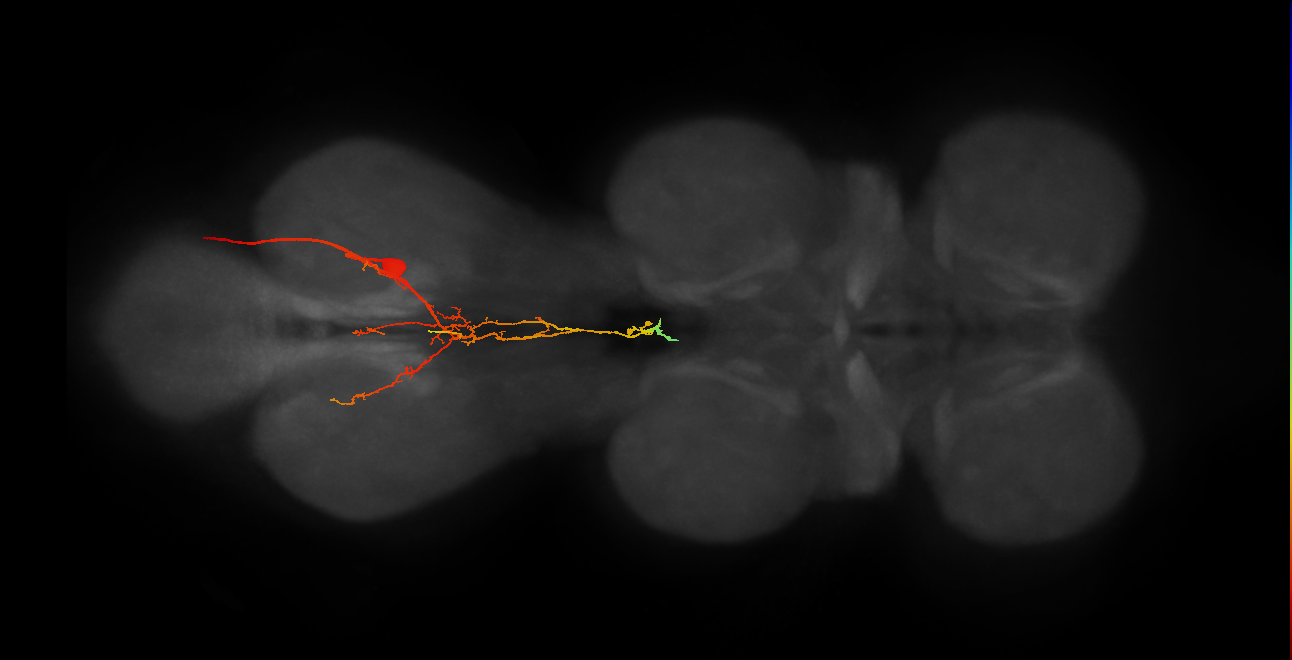 MNad25_R (MaleCNS:819796)