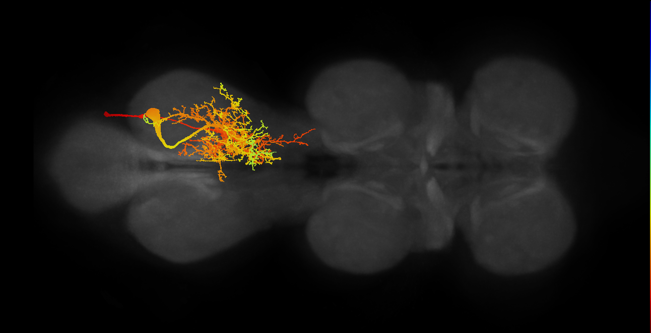 MNad34_R (MaleCNS:802252)