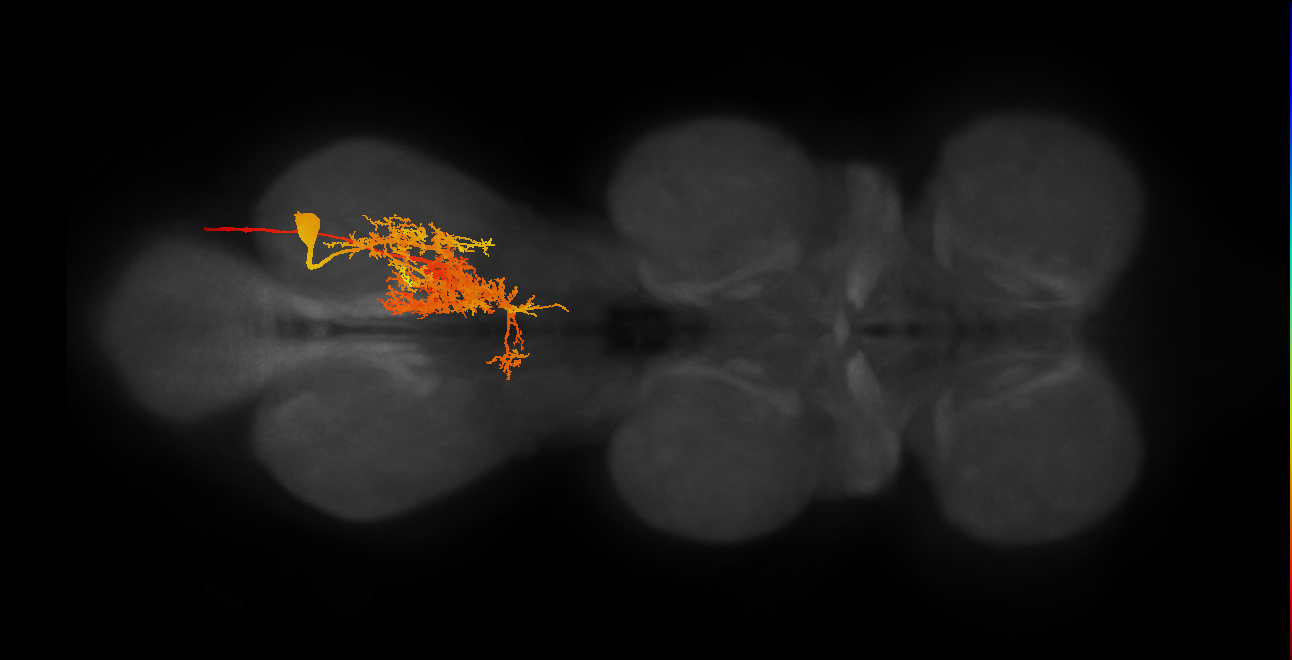 MNad36_R (MaleCNS:803684)