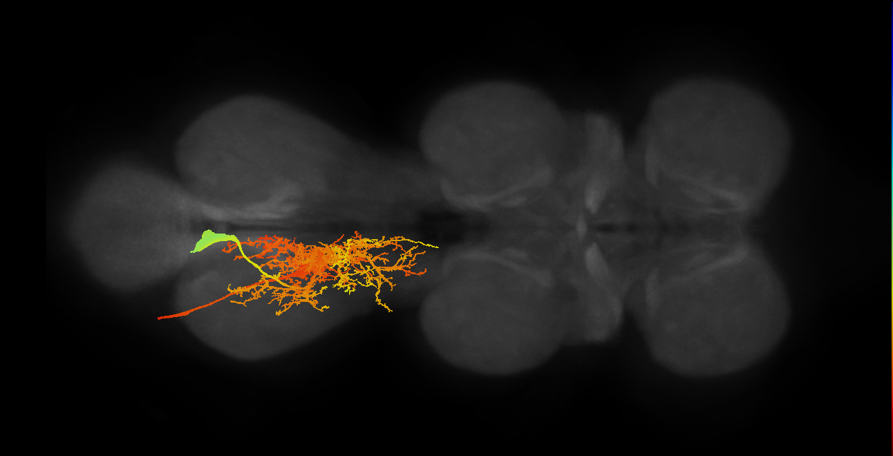 lineage NB7-1 primary motor neuron