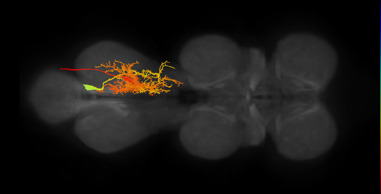 lineage NB7-1 primary motor neuron