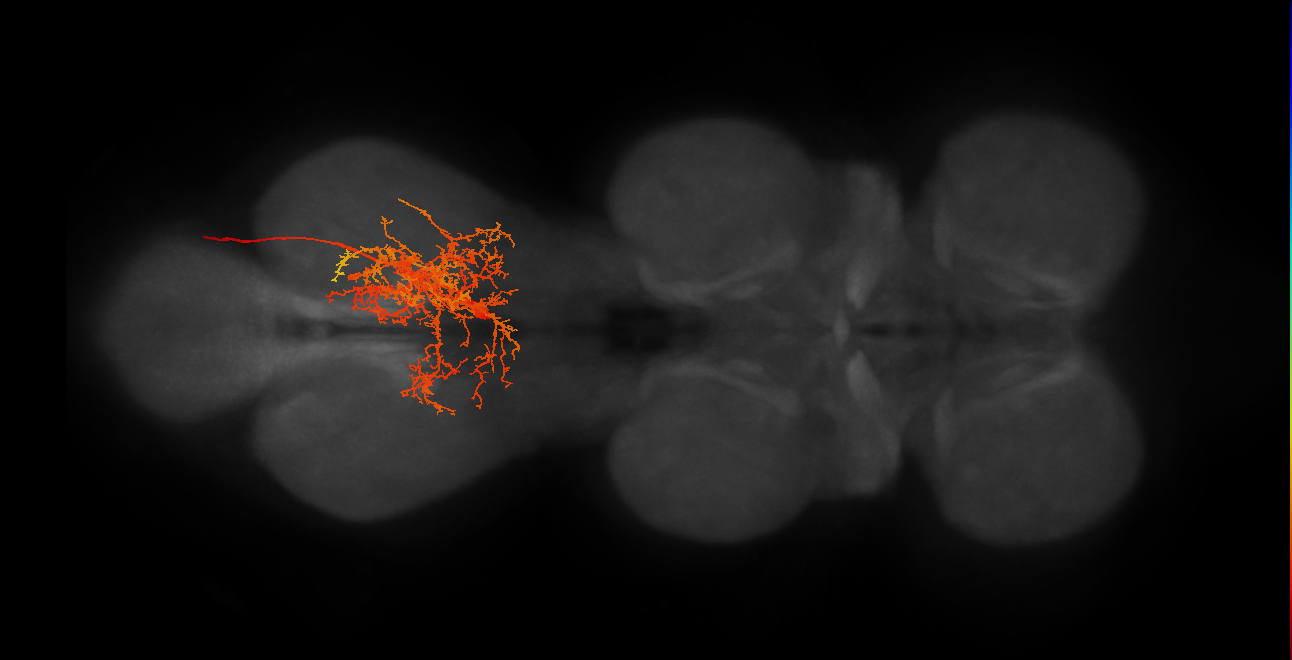 MNad46_R (MaleCNS:805790)