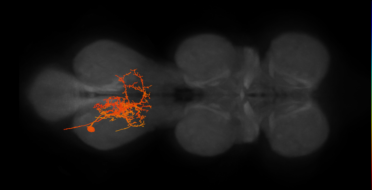 MNad46_L (MaleCNS:806014)