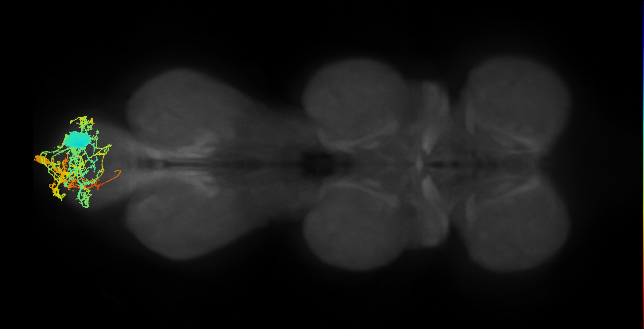 MNad50_R (MaleCNS:908285)
