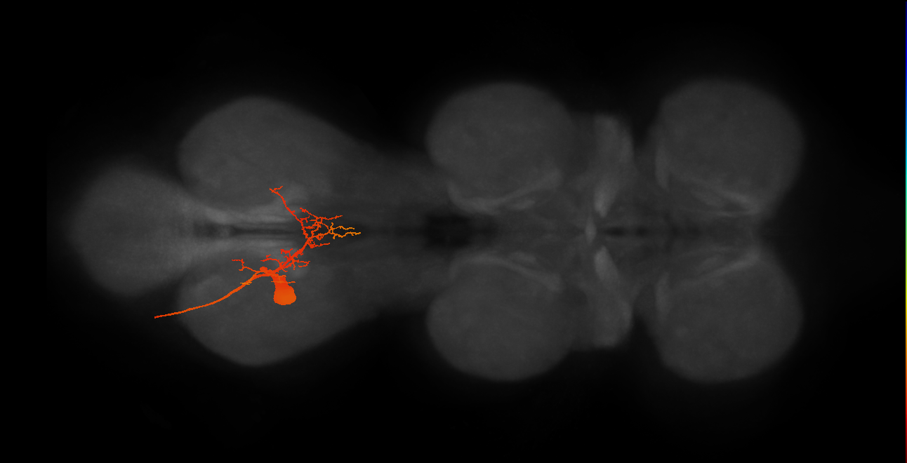 MNad54_L (MaleCNS:817999)