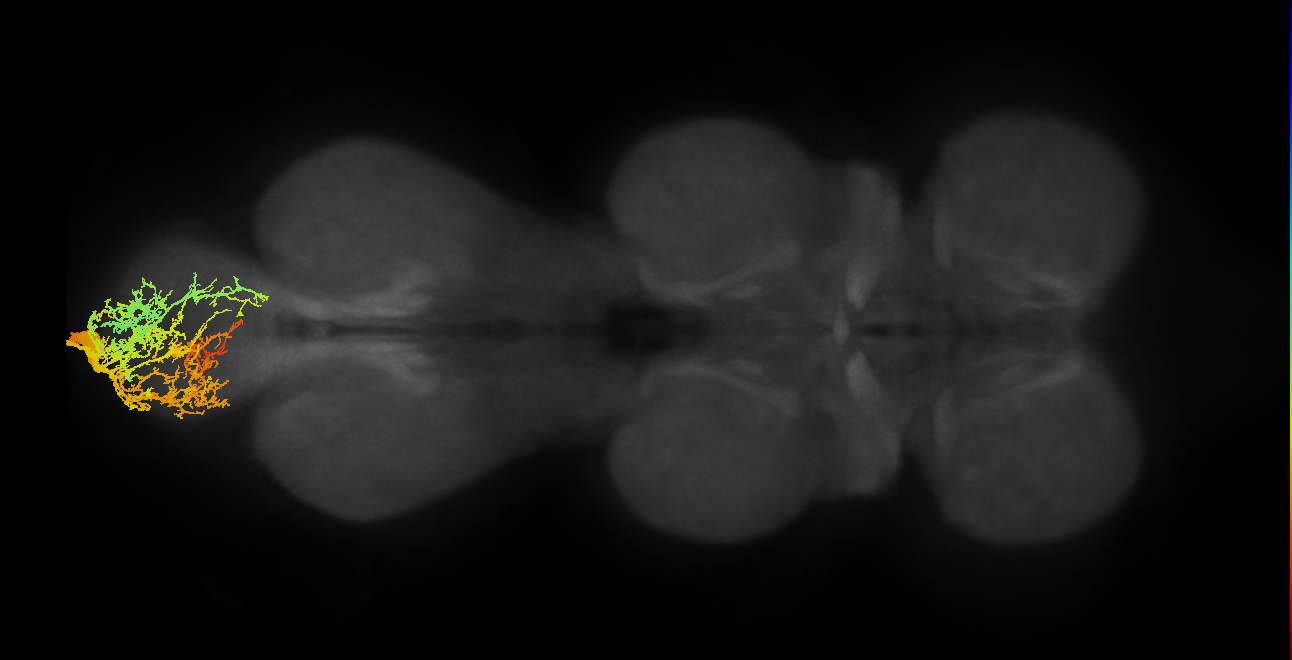 MNad55