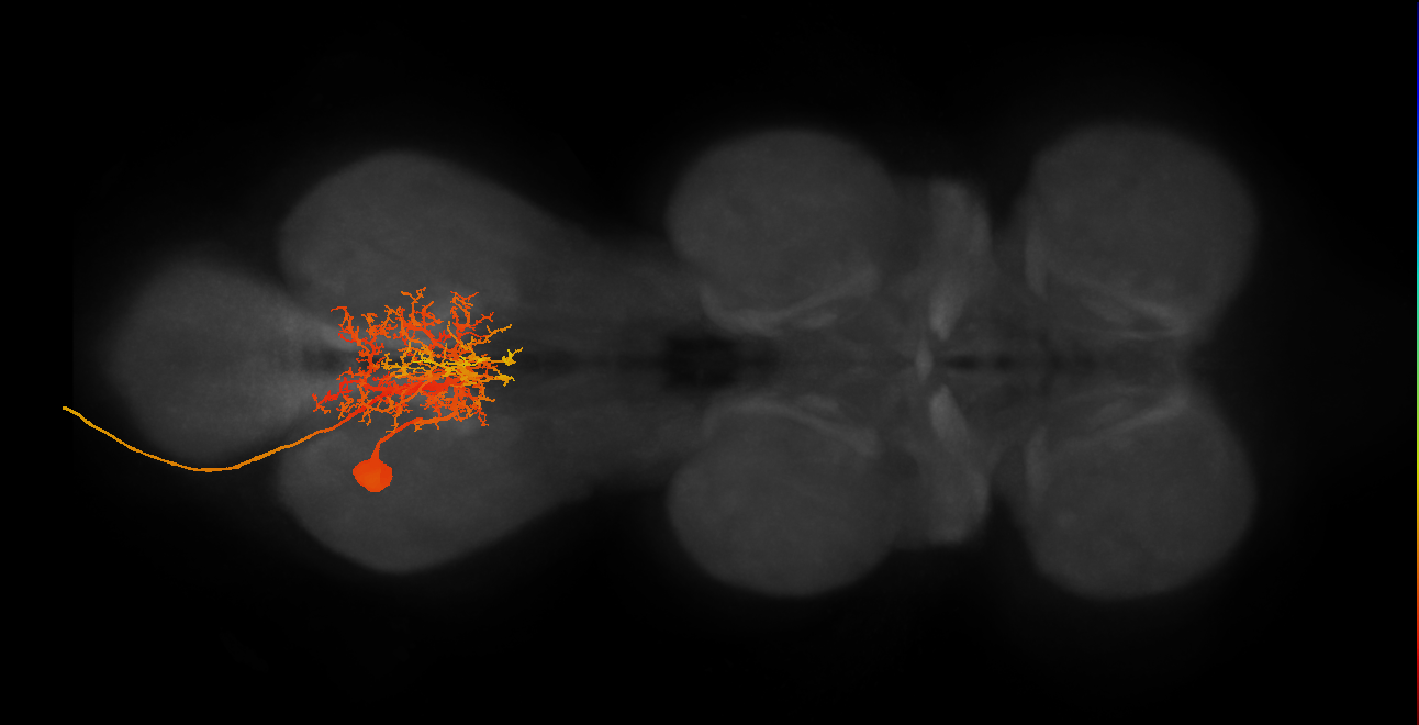 MNad56_L (MaleCNS:807312)