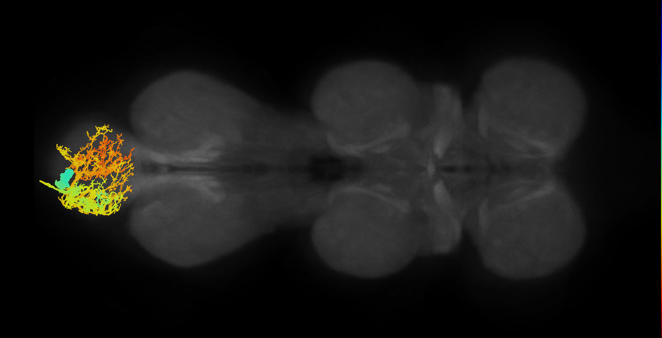 MNad62_L (MaleCNS:802240)