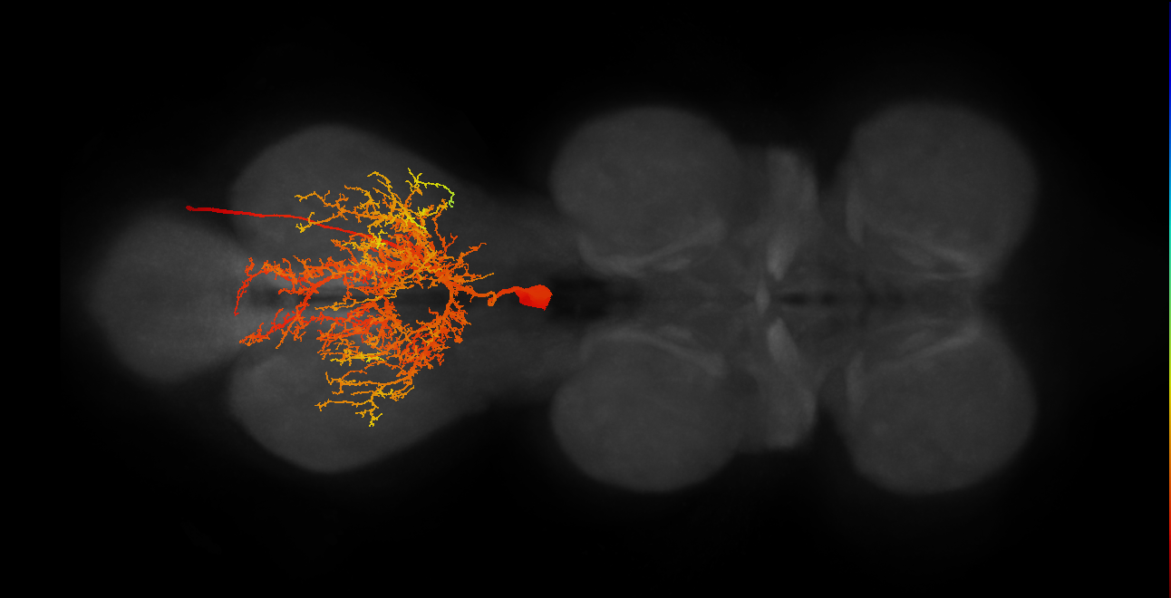 MNad63_L (MaleCNS:802937)