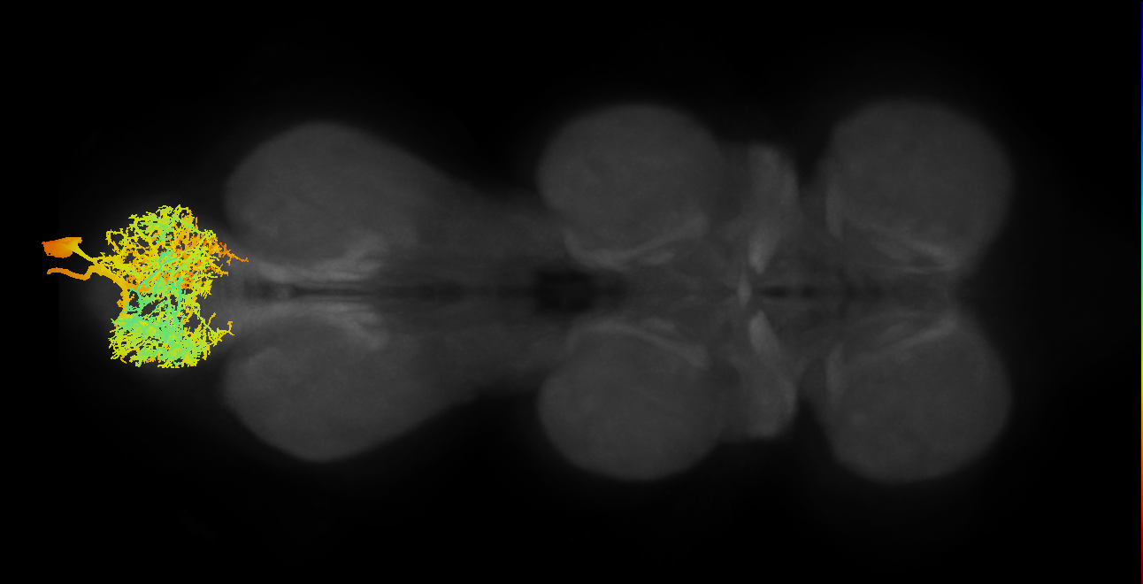 MNad64_R (MaleCNS:801158)