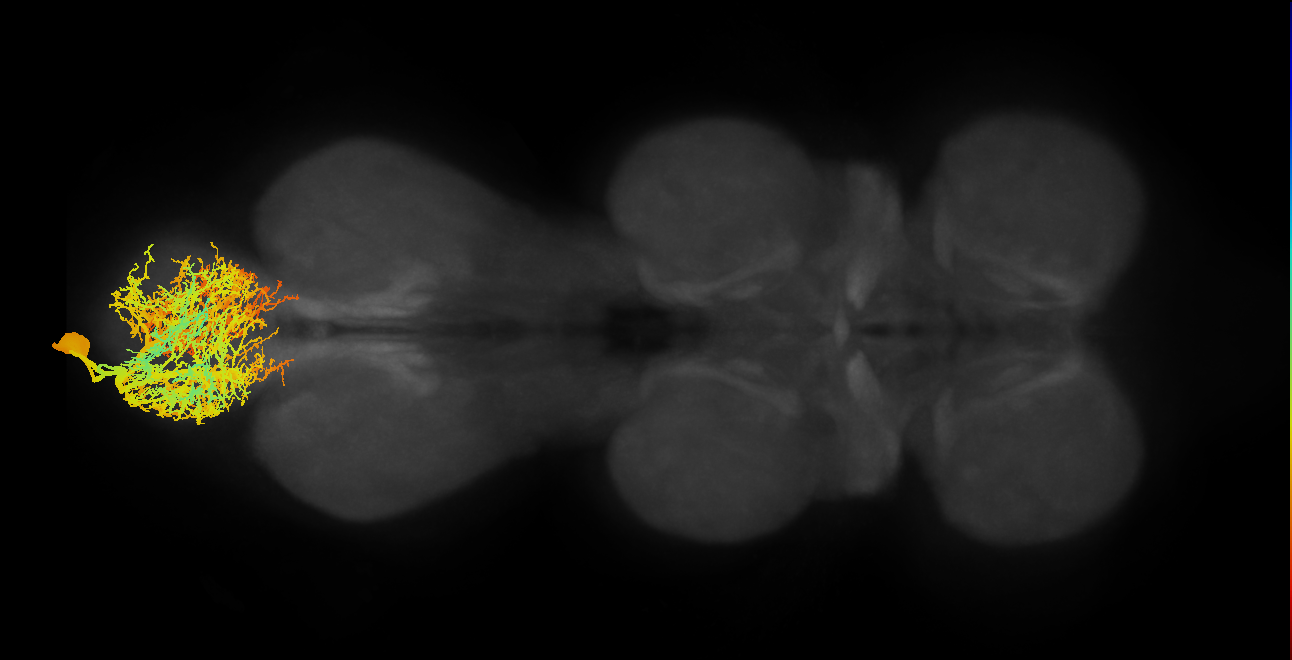 MNad67_L (MaleCNS:903679)