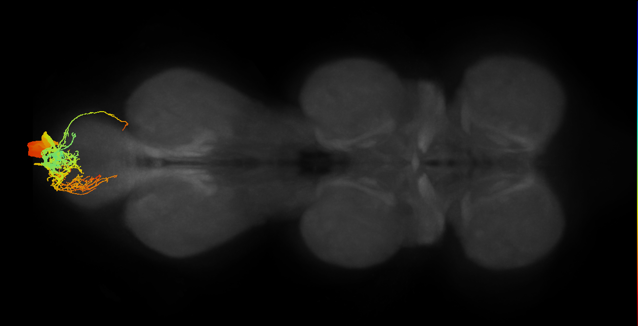 MNad69_R (MaleCNS:806601)