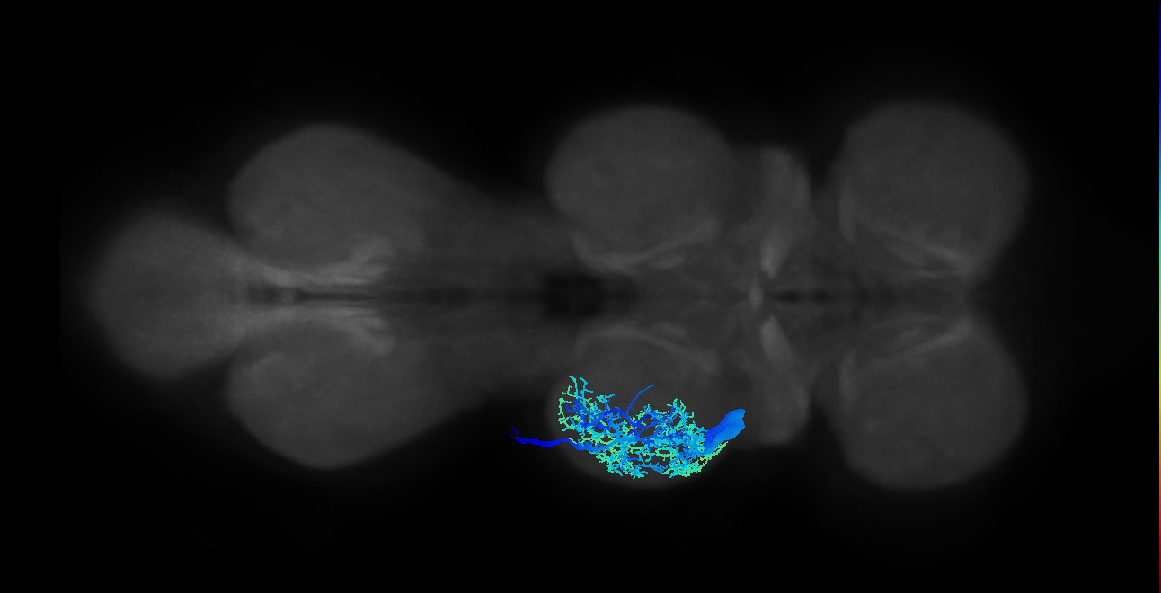 NB2-3 lineage primary neuron
