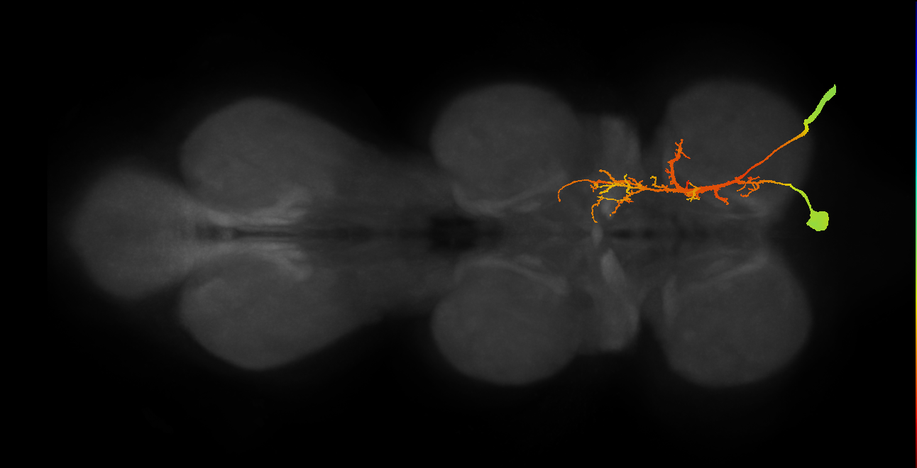 NB1-1 lineage neuron