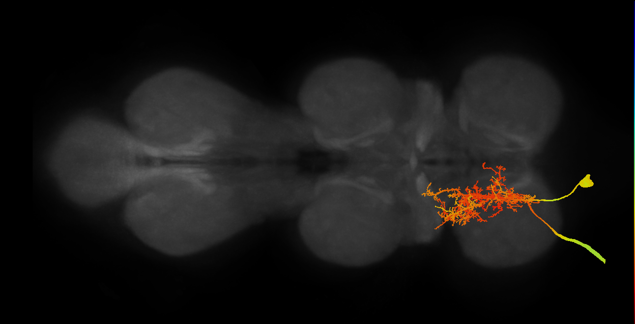 Notch OFF hemilineage neuron
