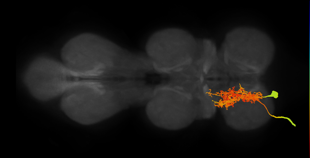MNnm10_L (MaleCNS:803582)