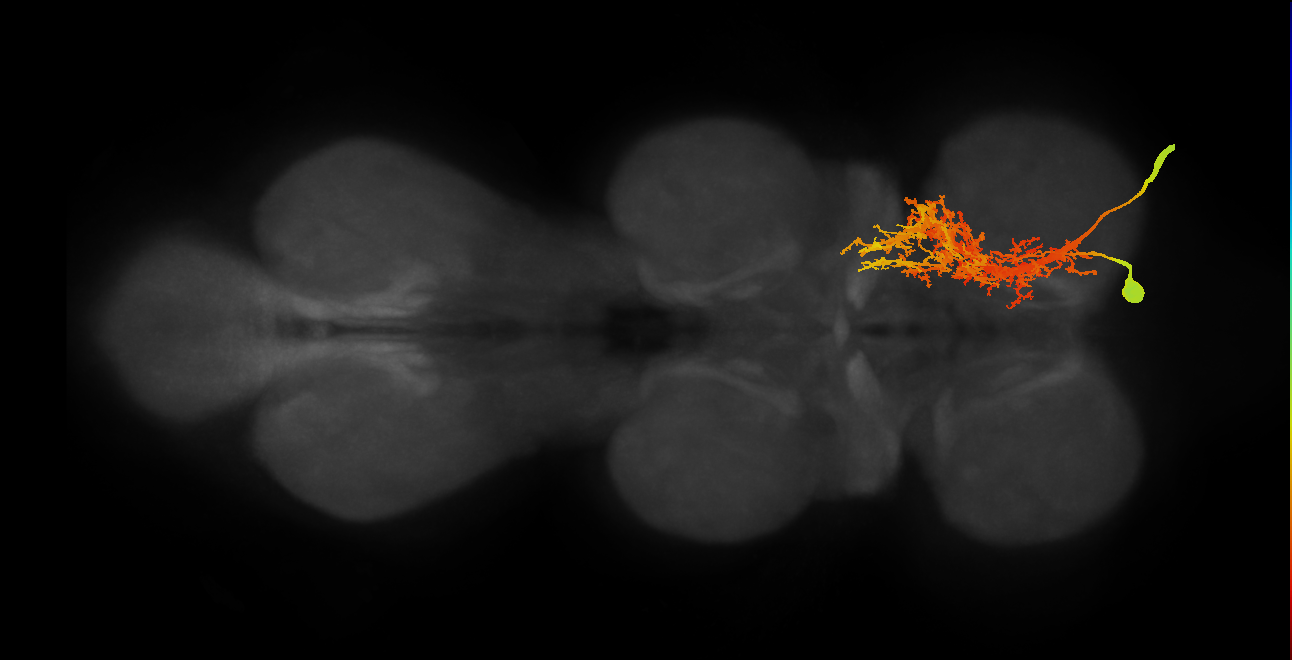 neck muscle motor neuron of VNC