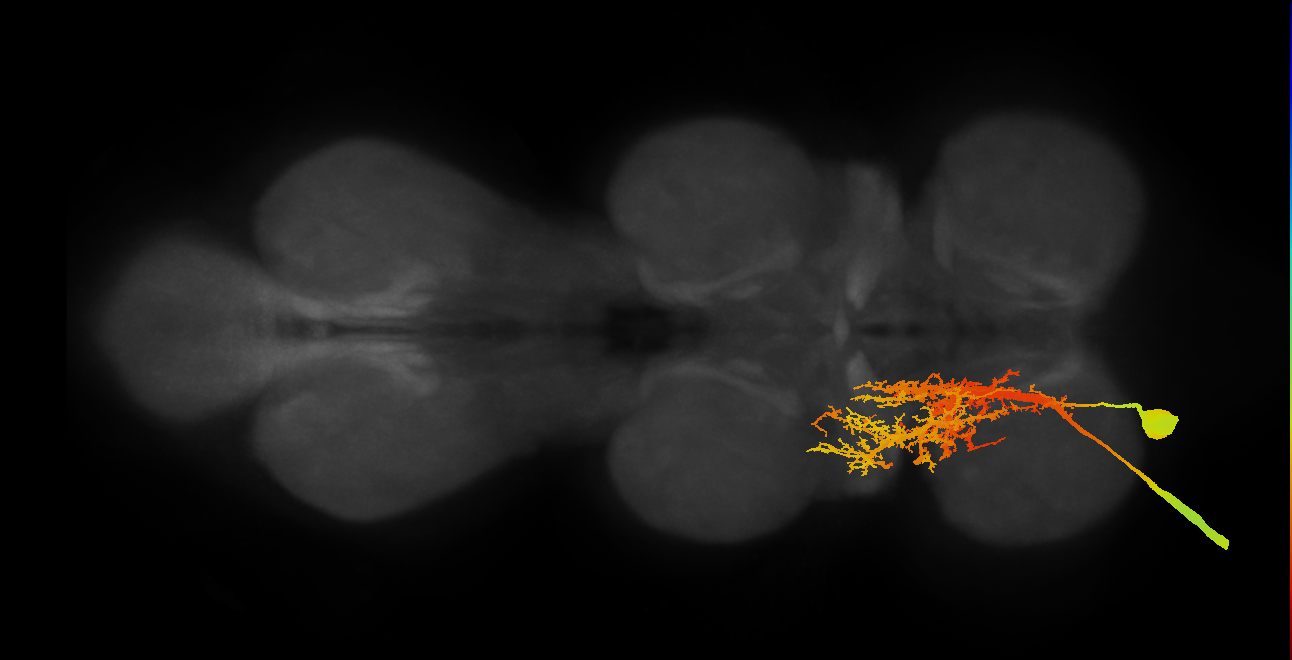 NB1-1 lineage neuron