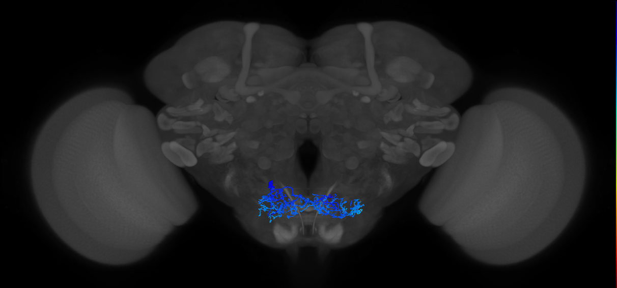 MNx01_L (MaleCNS:101002)