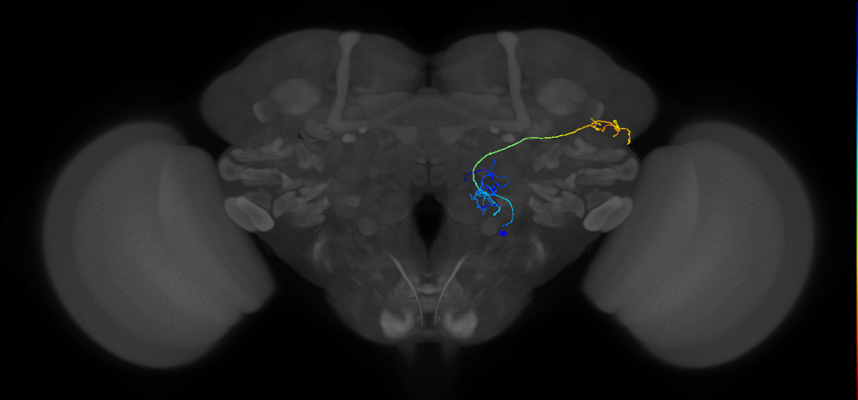 M_VPNml66_R (MaleCNS:51479)
