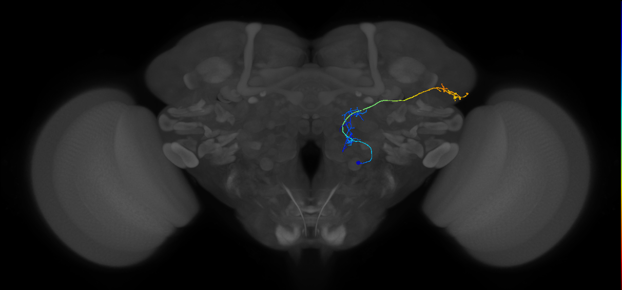 M_VPNml66_R (MaleCNS:142052)