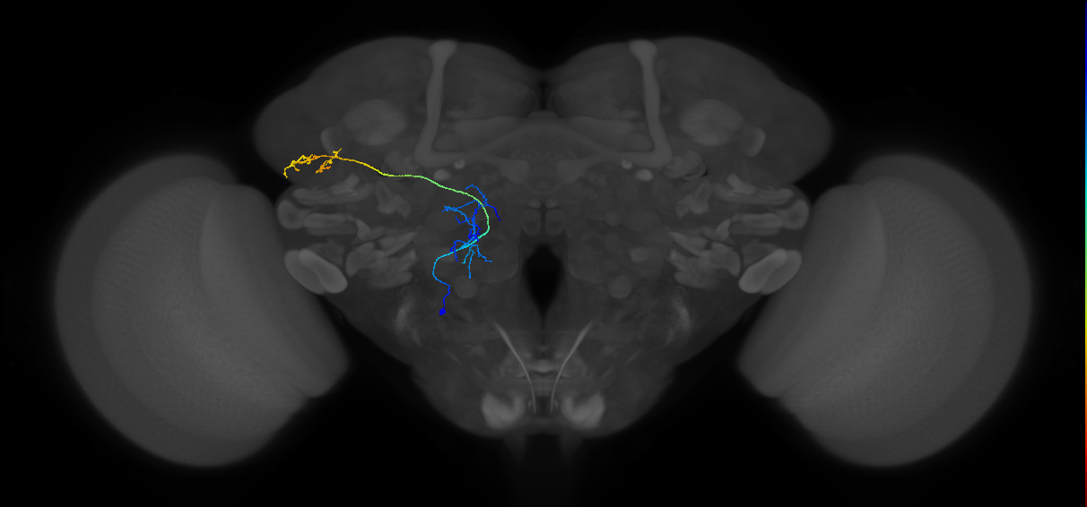 M_VPNml66_L (MaleCNS:26047)