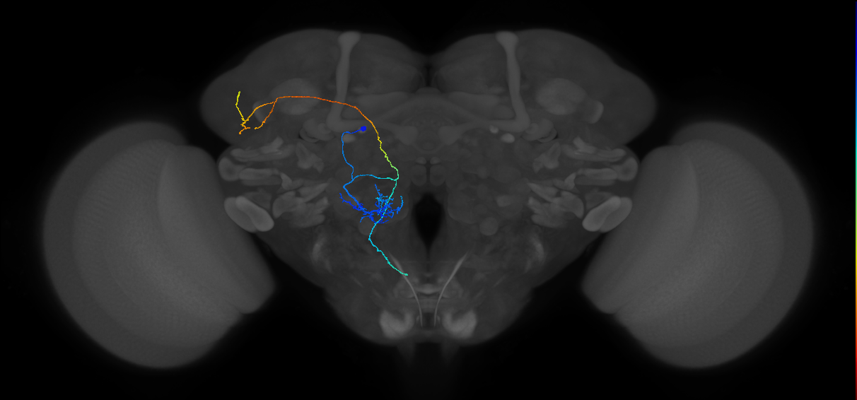 M_adPNm5_L (MaleCNS:53429)