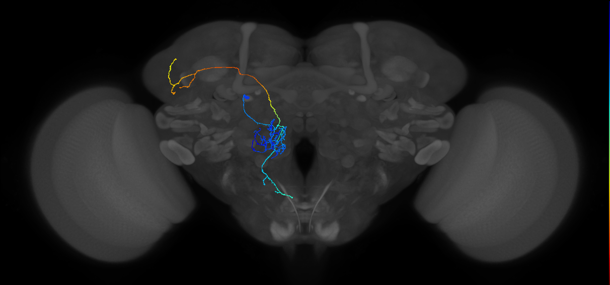 M_adPNm5_L (MaleCNS:97057)