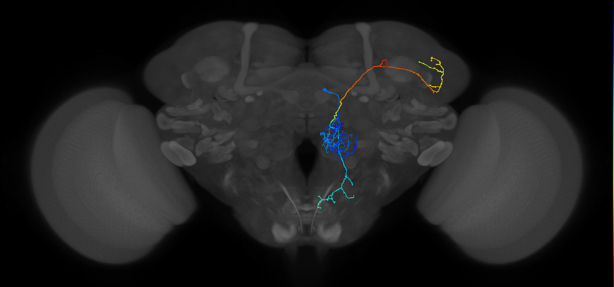 M_adPNm5_R (MaleCNS:95720)