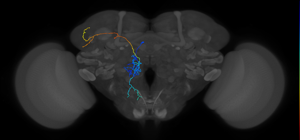 M_adPNm5_L (MaleCNS:87970)