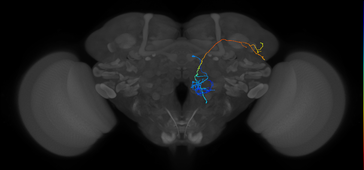 M_adPNm5_R (MaleCNS:103621)